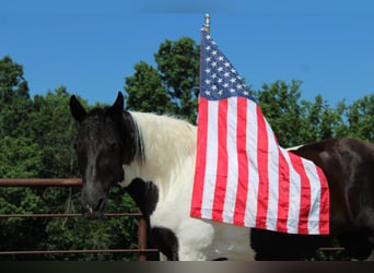 American Paint Horse, Stute, 13 Jahre, 170 cm, Tobiano-alle-Farben