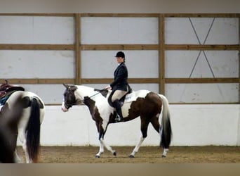 American Paint Horse, Stute, 13 Jahre, Tobiano-alle-Farben