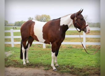 American Paint Horse, Stute, 13 Jahre, Tobiano-alle-Farben