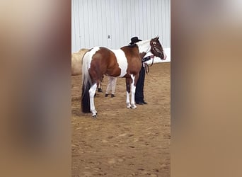 American Paint Horse, Stute, 13 Jahre, Tobiano-alle-Farben