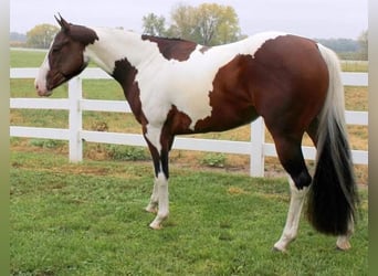 American Paint Horse, Stute, 13 Jahre, Tobiano-alle-Farben