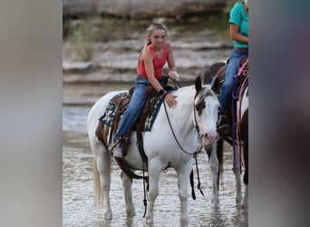 American Paint Horse, Stute, 13 Jahre, Tobiano-alle-Farben