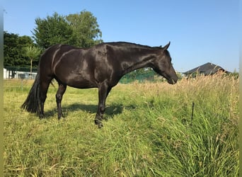 American Paint Horse Mix, Stute, 14 Jahre, 142 cm, Rappe
