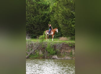 American Paint Horse, Stute, 14 Jahre, 142 cm, Schecke