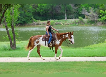 American Paint Horse, Stute, 14 Jahre, 142 cm, Schecke
