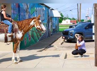 American Paint Horse, Stute, 14 Jahre, 142 cm, Schecke