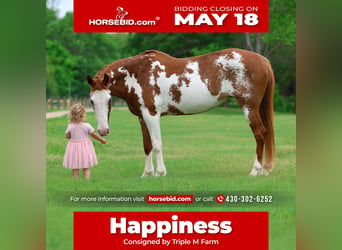 American Paint Horse, Stute, 14 Jahre, 142 cm, Schecke