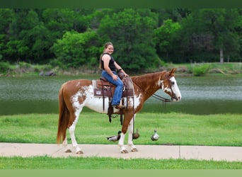 American Paint Horse, Stute, 14 Jahre, 142 cm, Schecke
