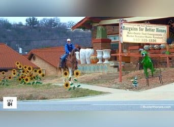 American Paint Horse, Stute, 14 Jahre, 150 cm, Roan-Bay