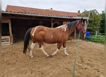 American Paint Horse, Stute, 14 Jahre, 154 cm
