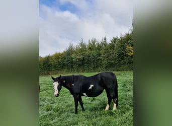 American Paint Horse, Stute, 14 Jahre