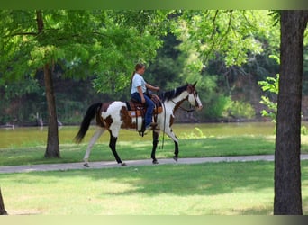 American Paint Horse, Stute, 15 Jahre, 142 cm, Overo-alle-Farben