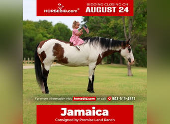 American Paint Horse, Stute, 15 Jahre, 142 cm, Overo-alle-Farben