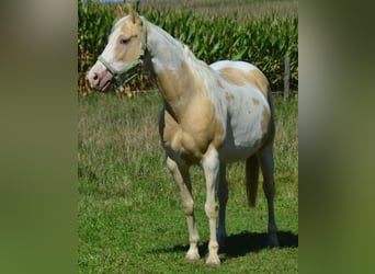 American Paint Horse, Stute, 15 Jahre, 151 cm, Champagne