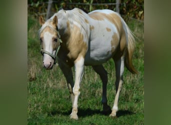 American Paint Horse, Stute, 15 Jahre, 151 cm, Champagne