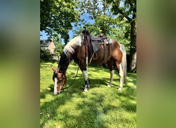 American Paint Horse, Stute, 15 Jahre, 153 cm, Tobiano-alle-Farben