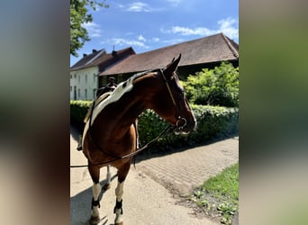 American Paint Horse, Stute, 15 Jahre, 153 cm, Tobiano-alle-Farben