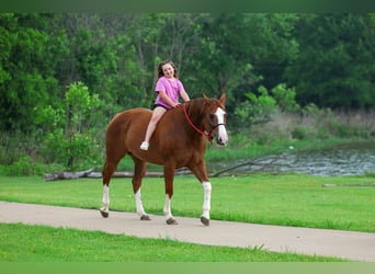 American Paint Horse, Stute, 15 Jahre, Dunkelfuchs