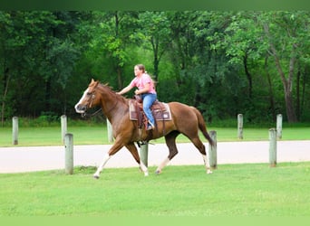 American Paint Horse, Stute, 15 Jahre, Dunkelfuchs