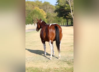 American Paint Horse, Stute, 15 Jahre, Schecke