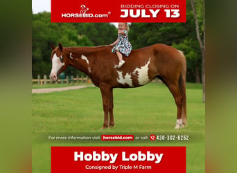 American Paint Horse, Stute, 15 Jahre, Schecke