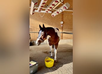 American Paint Horse, Stute, 16 Jahre, 150 cm, Tobiano-alle-Farben