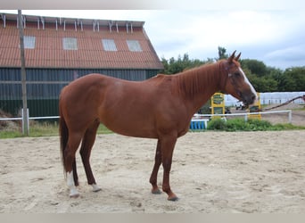 American Paint Horse, Stute, 16 Jahre, 154 cm, Fuchs