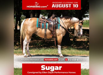 American Paint Horse, Stute, 16 Jahre, Schecke