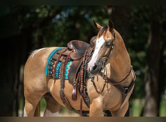 American Paint Horse, Stute, 16 Jahre, Schecke