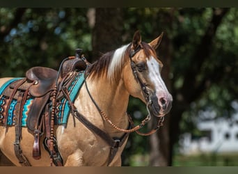 American Paint Horse, Stute, 16 Jahre, Schecke