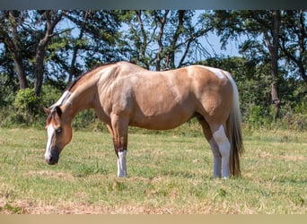 American Paint Horse, Stute, 16 Jahre, Schecke