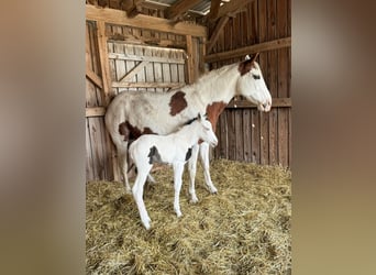 American Paint Horse, Stute, 18 Jahre, Tobiano-alle-Farben
