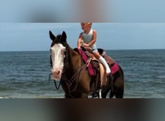 American Paint Horse, Stute, 19 Jahre, 142 cm, Tobiano-alle-Farben