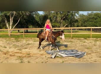 American Paint Horse, Stute, 19 Jahre, 142 cm, Tobiano-alle-Farben