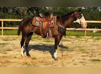 American Paint Horse, Stute, 19 Jahre, 142 cm, Tobiano-alle-Farben