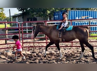 American Paint Horse, Stute, 19 Jahre, 142 cm, Tobiano-alle-Farben