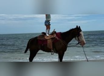 American Paint Horse, Stute, 19 Jahre, 142 cm, Tobiano-alle-Farben