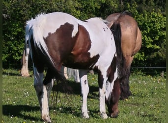 American Paint Horse, Stute, 19 Jahre, Overo-alle-Farben