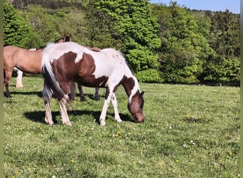 American Paint Horse, Stute, 19 Jahre, Overo-alle-Farben
