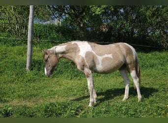 American Paint Horse, Stute, 1 Jahr, 140 cm, Grullo