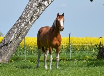 American Paint Horse, Stute, 1 Jahr, 142 cm, Tobiano-alle-Farben