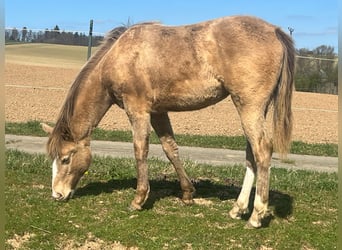 American Paint Horse Mix, Stute, 1 Jahr, 146 cm, Champagne
