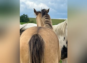 American Paint Horse Mix, Stute, 1 Jahr, 146 cm, Champagne