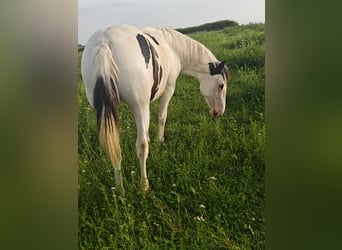 American Paint Horse Mix, Stute, 1 Jahr, 148 cm, Schecke