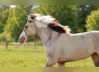 American Paint Horse, Stute, 1 Jahr, 150 cm, Champagne