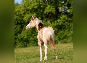 American Paint Horse, Stute, 1 Jahr, 150 cm, Champagne