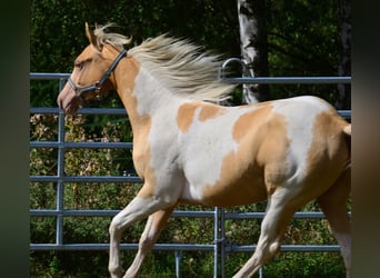 American Paint Horse, Stute, 1 Jahr, 150 cm, Champagne