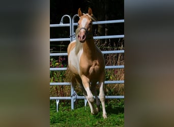 American Paint Horse, Stute, 1 Jahr, 150 cm, Champagne