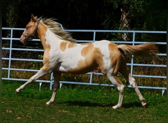 American Paint Horse, Stute, 1 Jahr, 150 cm, Champagne