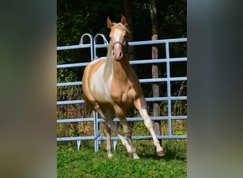 American Paint Horse, Stute, 1 Jahr, 150 cm, Champagne